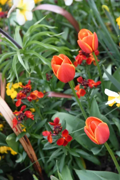 DSC_6932 (Large).JPG